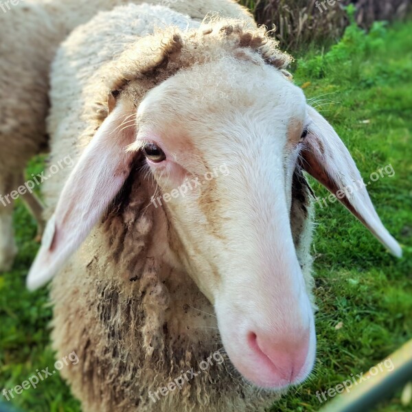 Farm Sheep Mammal Animal Animals