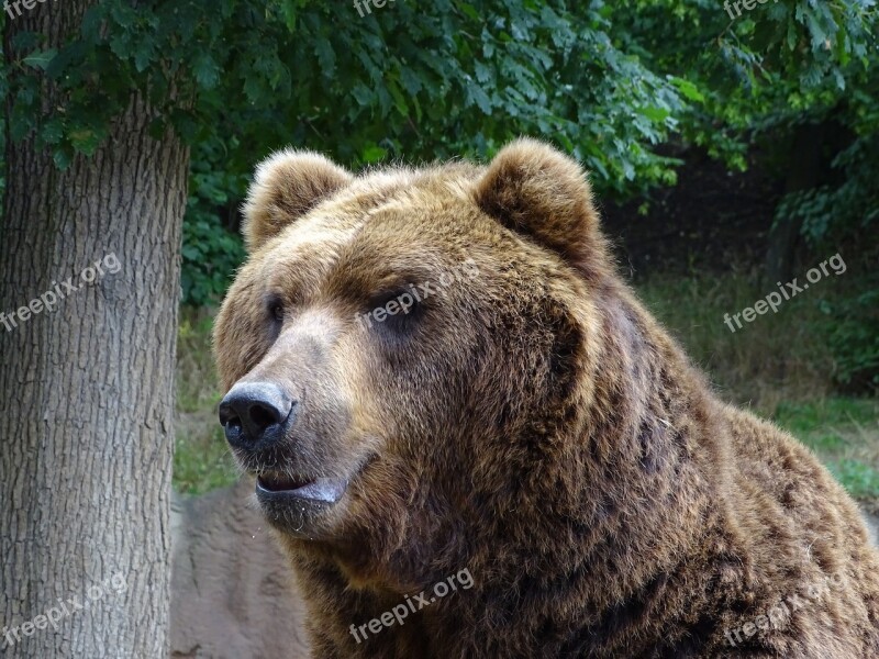 Bear Zoo Brno Brown Nature Animal