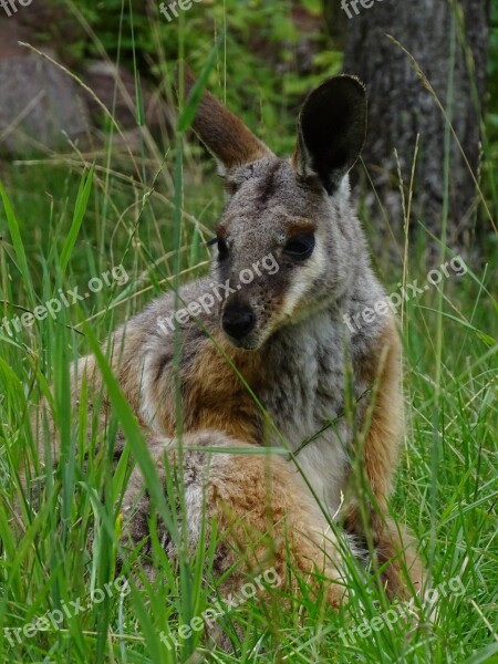 Kangaroo Zoo Brno Mammal Animal Cute