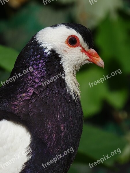 Pigeon Feather Shine Bird Beak