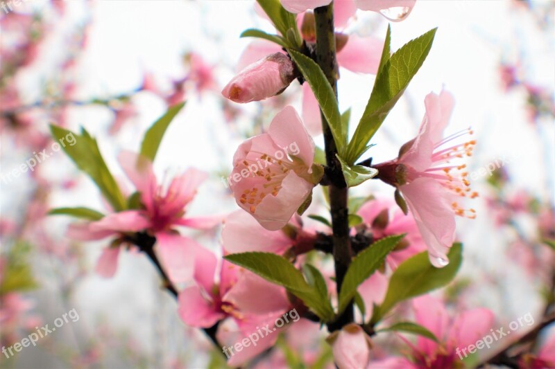 Flower Flora Nature Branch Tree