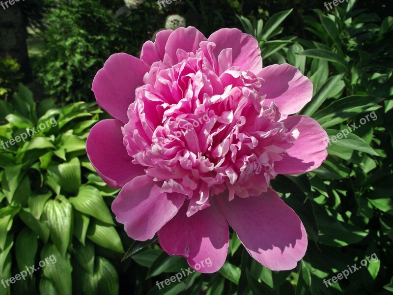 Flower Peony Pink Garden Nature