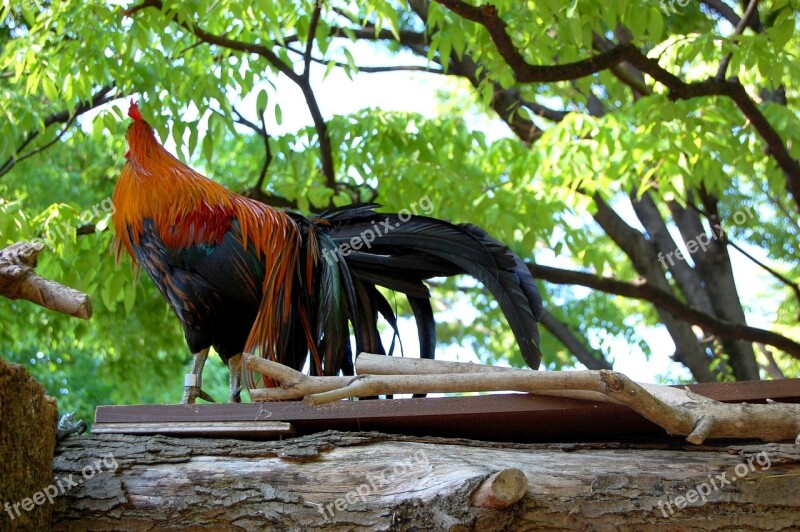 Natural Wood Outdoors Bird Chicken