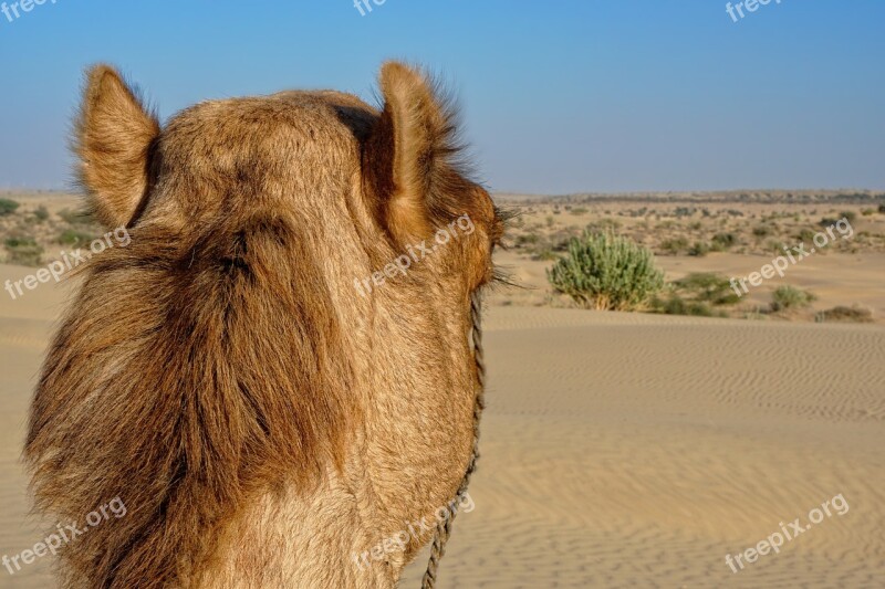 Sand Desert Nature Campaign Camel