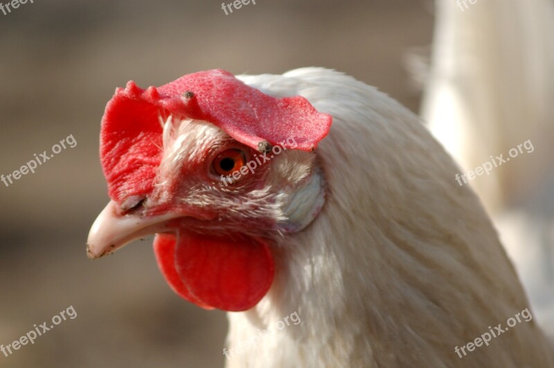 Nature Animals Birds Portrait Beak