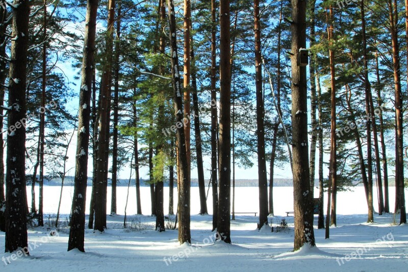 Wood Nature Tree Fair Weather Landscape