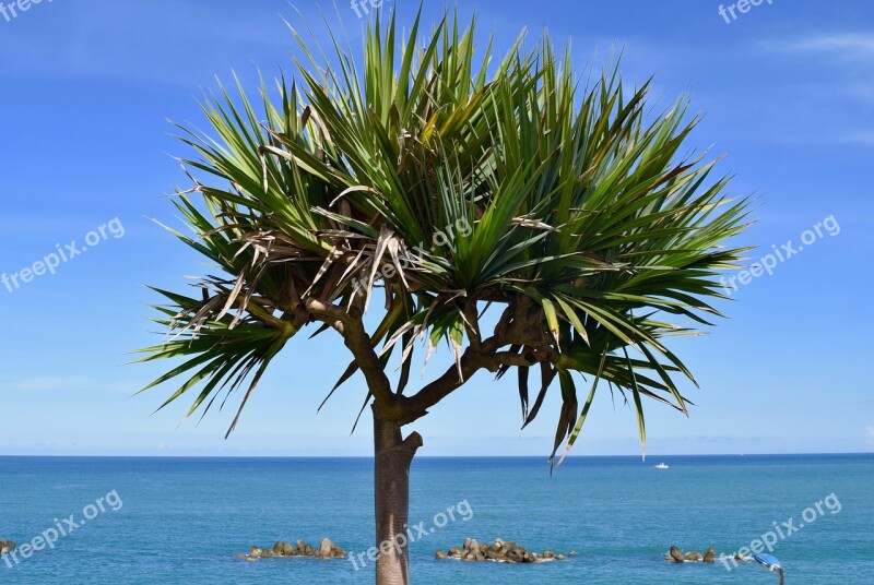 Sand Beach Summer Tropical Nature