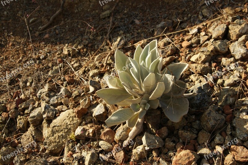 Nature Dry Plant Outdoor Leaves