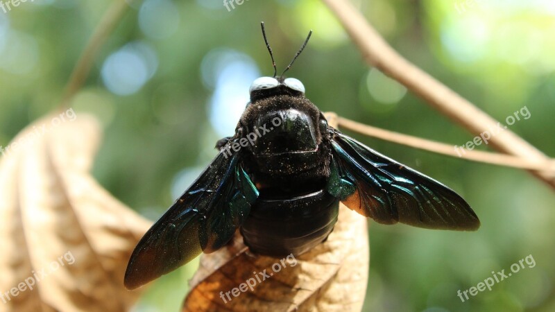 Insect Wing Nature Fly Animal