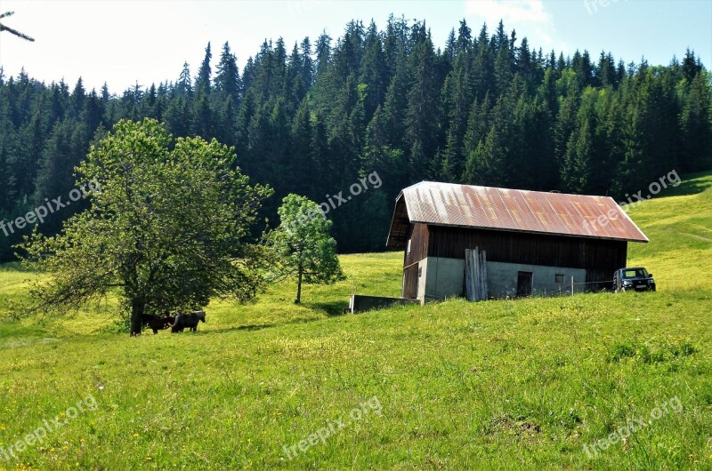 Alpe Farm Breeding Wood Nature Tree