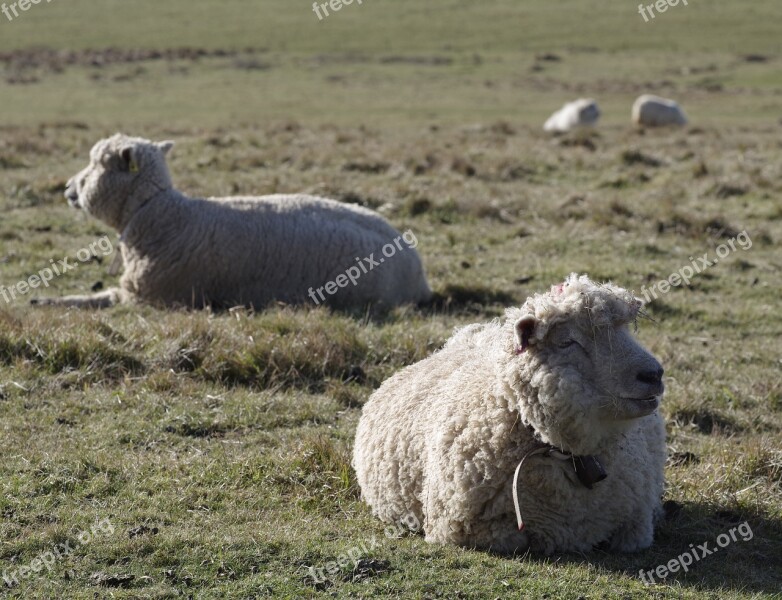 Sheep Merino Livestock Resting Seven Sisters