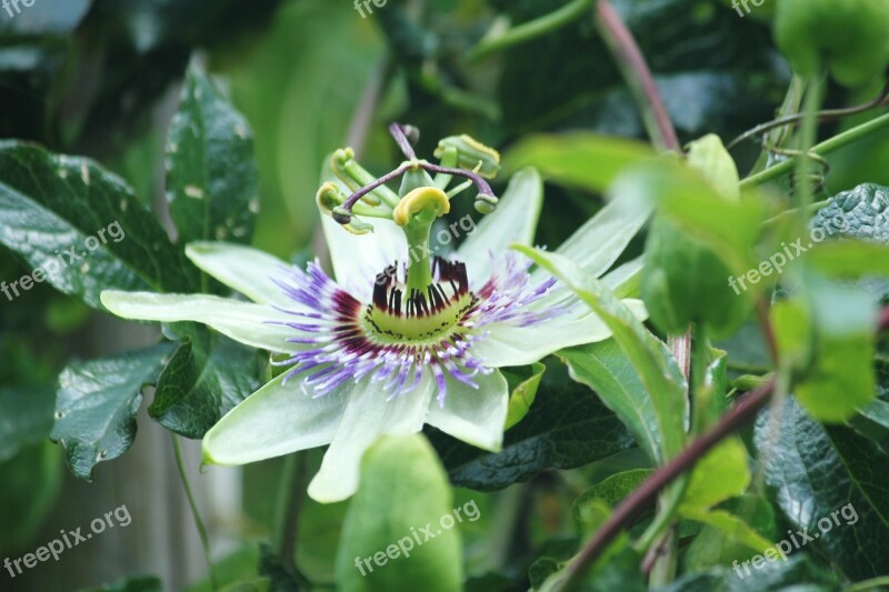 Passionflower Flower Plant Leaf Garden