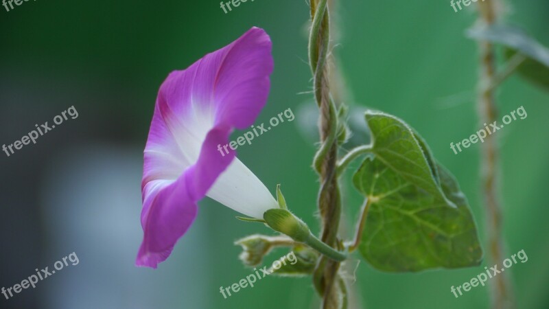 Flower Delicate Flower Beautiful Flower Flowers Plant