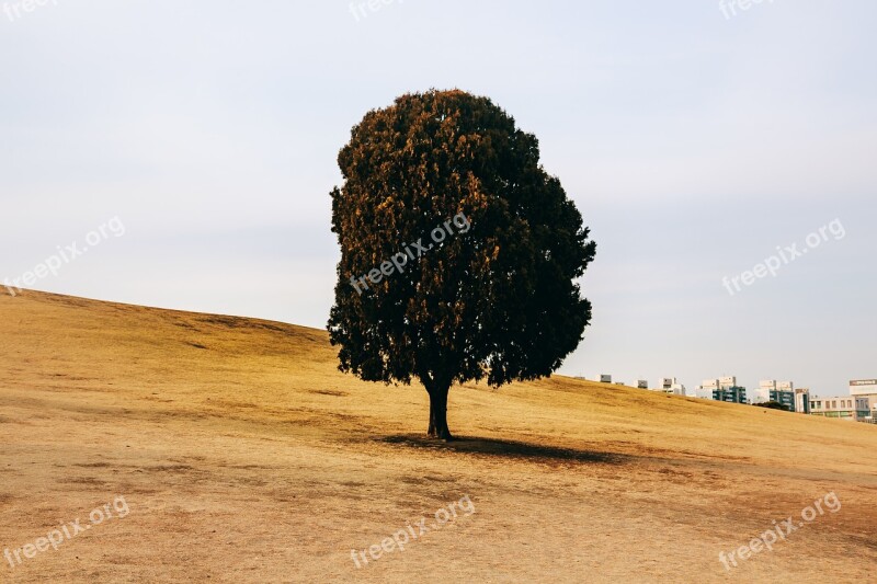 Nature Outdoors Some People Don't Sand Wood