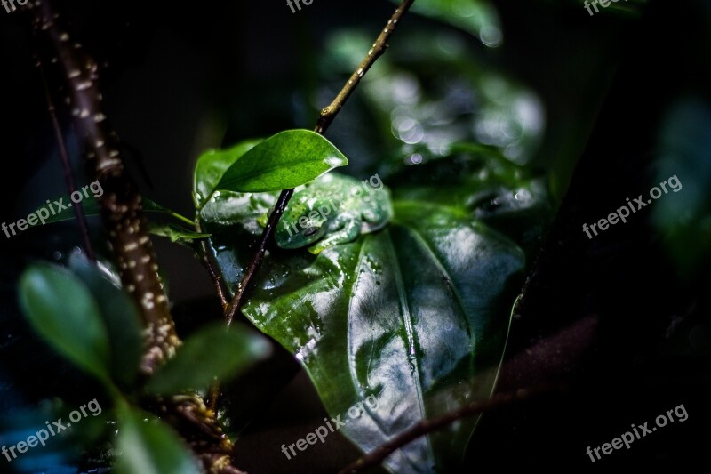 Leaf At The Court Of Plant The Freshness Nature