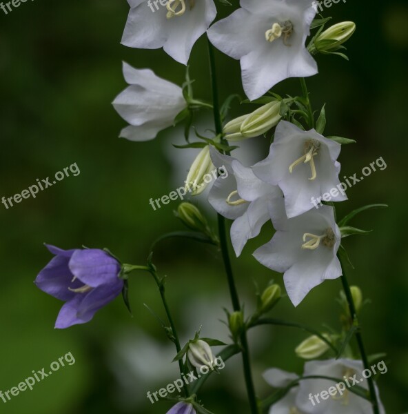 Flower Bellflower Nature Plant Leaf