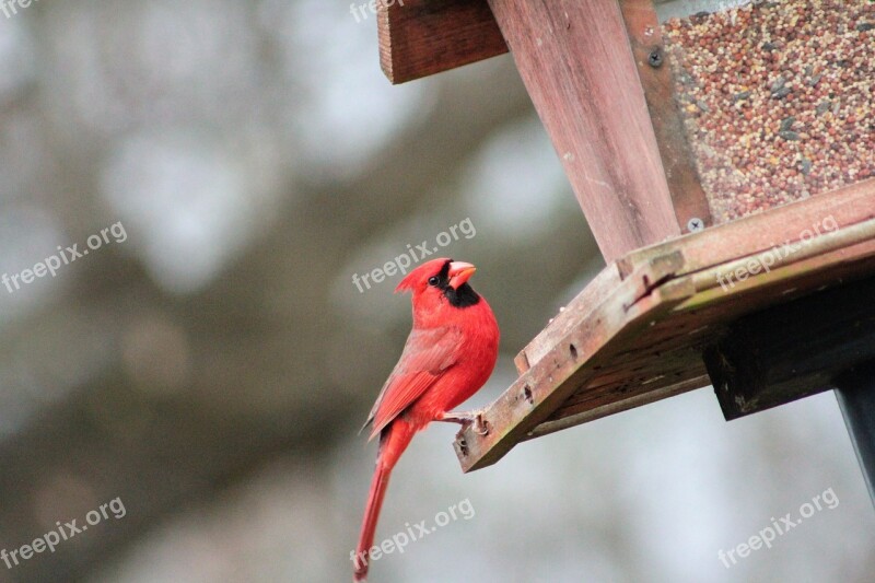 Nature Outdoors Bird Wildlife Red Bird