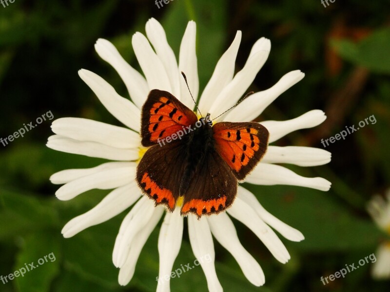 Insect Nature Butterfly Day Garden Summer