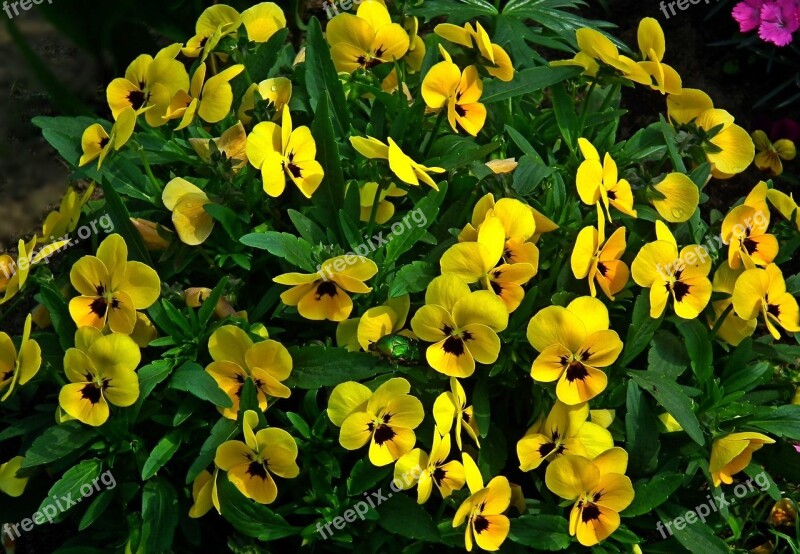 Flower Pansies Yellow Plant Nature