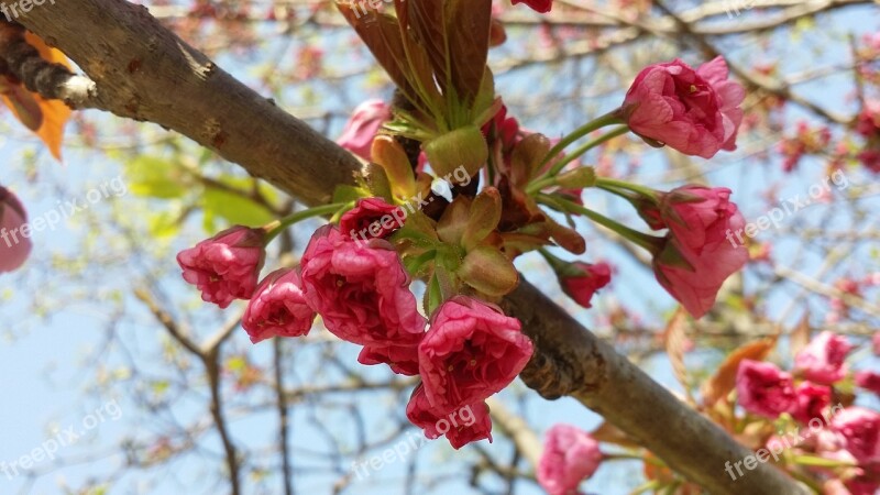 Wood Quarter Nature Flowers Season