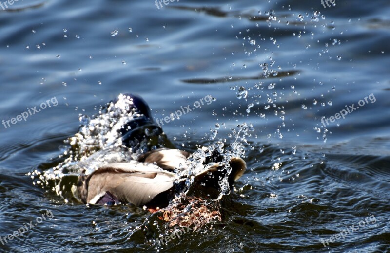 Duck Splashing Spray Beaded Water Bird