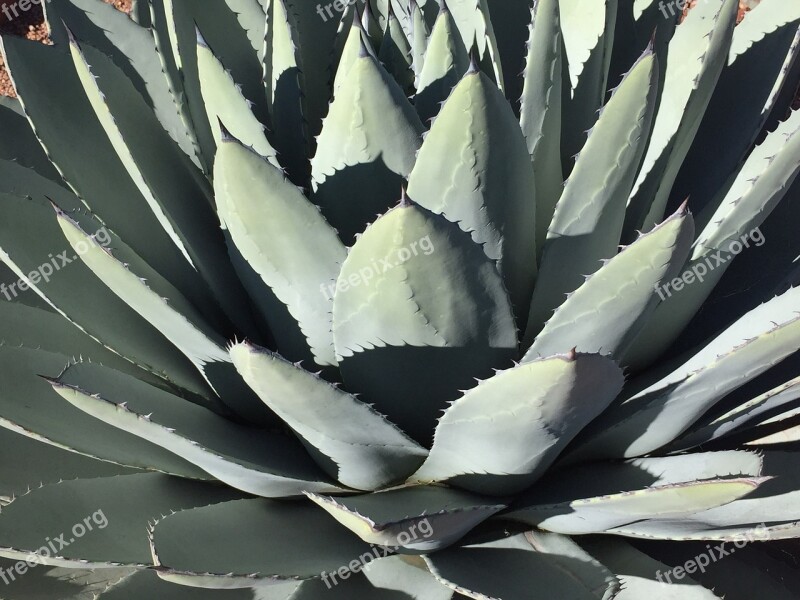 Cactus Succulent Agave Aloe Spine