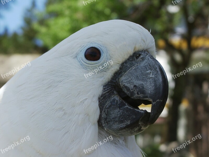 Cockatoo Bird Nature Animal World Animal