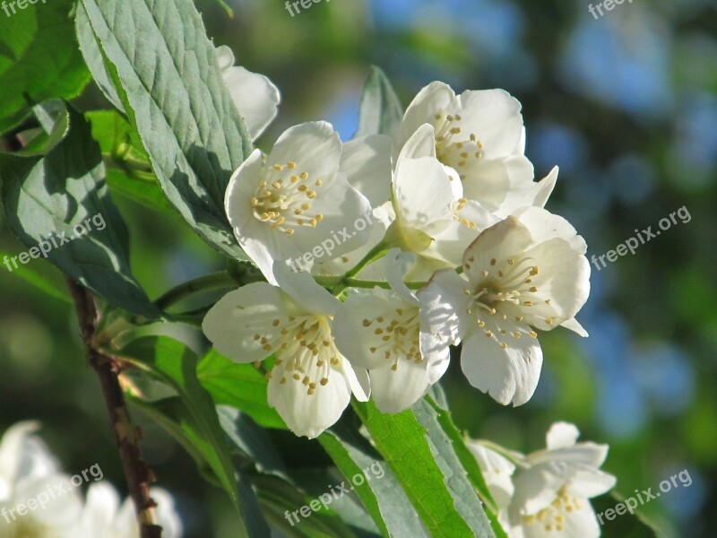 Jasmine Blooming Jasmine White Flowers Beautiful Flower Free Photos