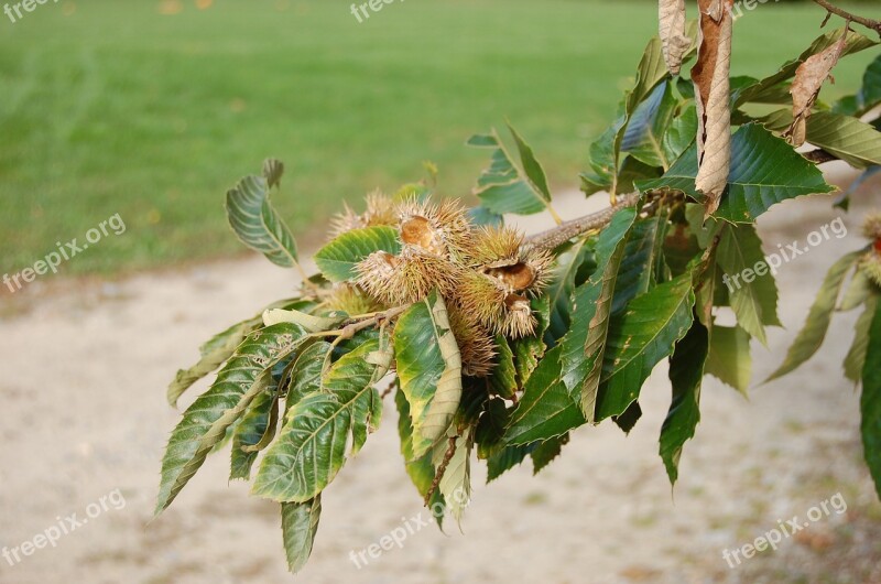 Natural Leaf Plant Outdoors Wood