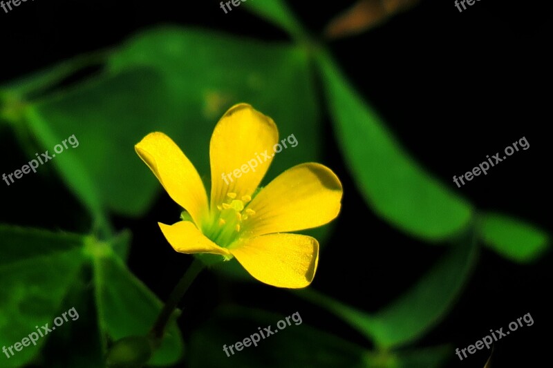 Leaf Plant Nature Flower Garden