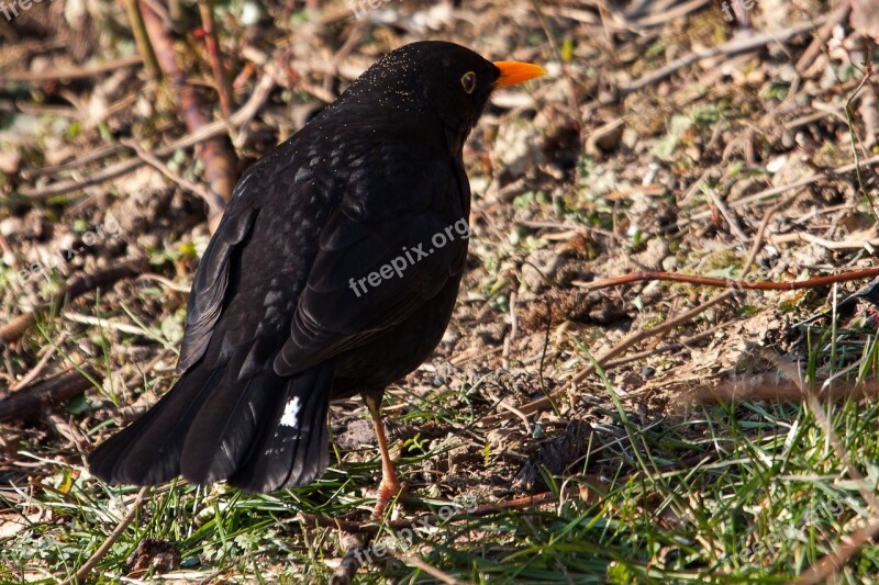 Blackbird Bird Songbird Animal Free Photos