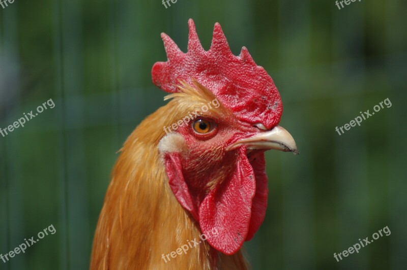 Animals Birds Poultry Cock Comb