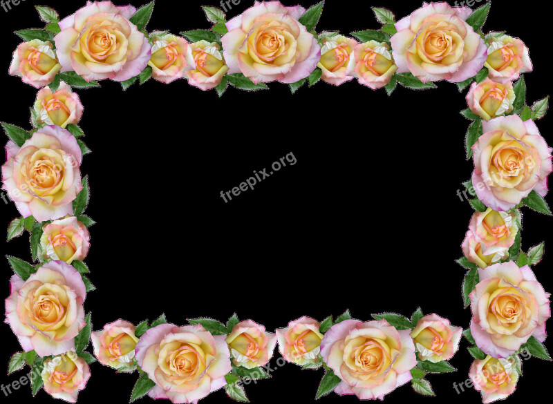 Frame Border Peace Rose Decorative Free Photos