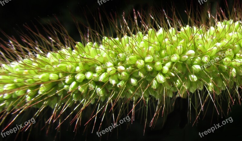 Flora Nature Seed Spike Free Photos