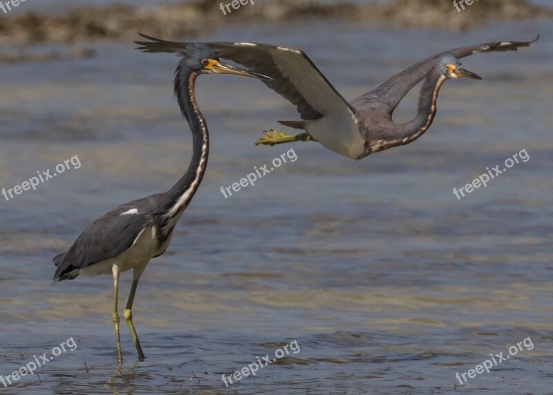 Cuba Cayo Coco Garza De Vientre Blanco Bird Wildlife