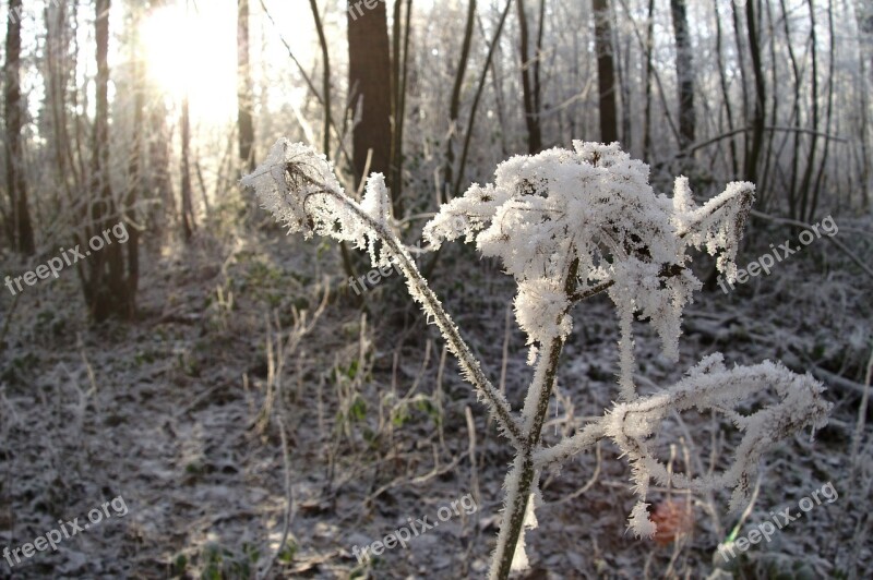 Winter Tree Nature Wood Season