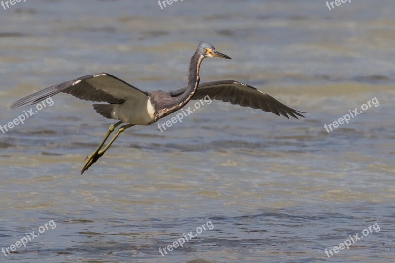 Cuba Cayo Coco Garza De Vientre Blanco Bird Wildlife