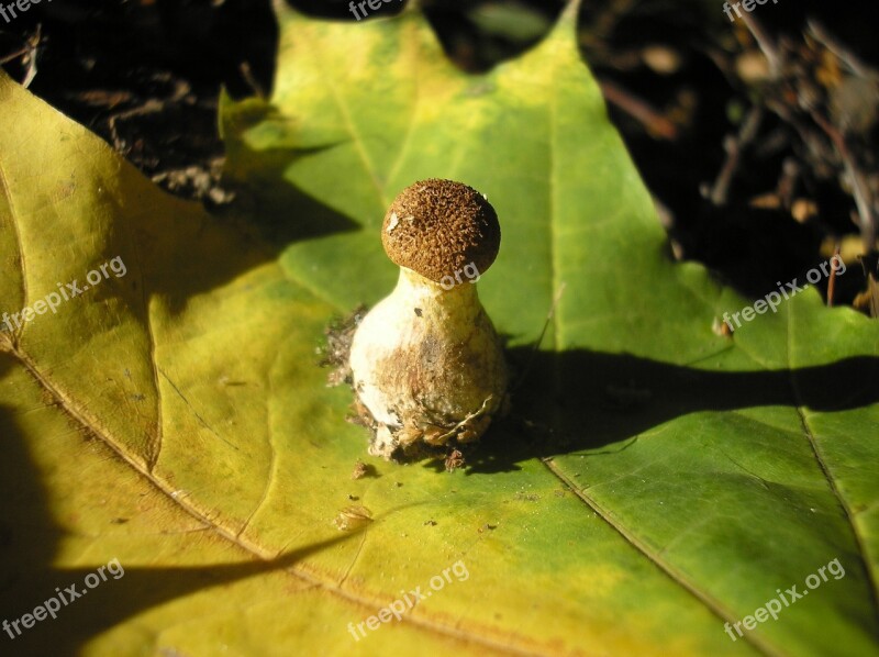 Nature Sheet Plant Mushroom Armillaria