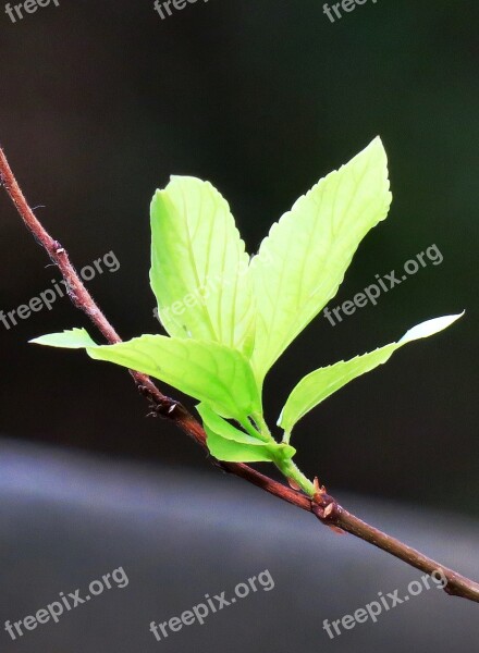 Leaf Nature Plant Kinds Of Food Outdoor