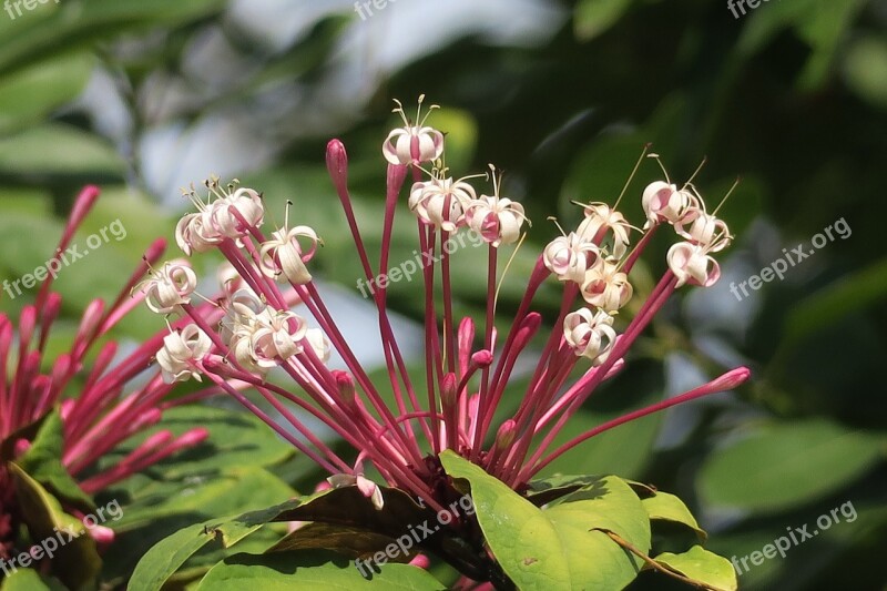 Flower Nature Plant Leaf Garden