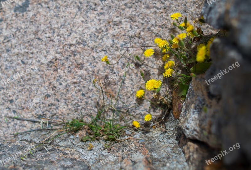 Nature Plant Rock Flower Stone