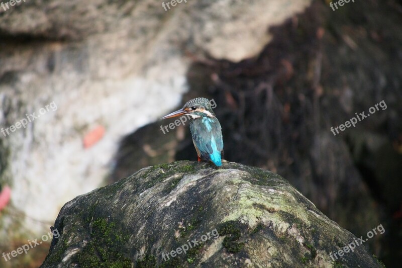 Nature Bird Rock Outdoors Wildlife