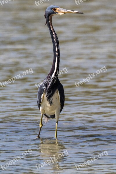 Cuba Cayo Coco Garza De Vientre Blanco Bird Wildlife