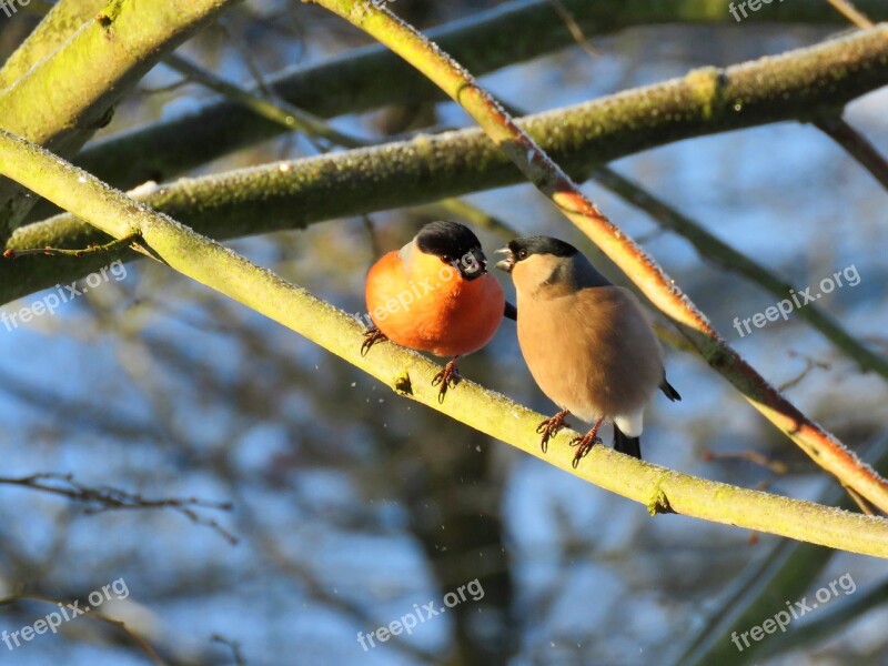 Bullfinch Gimpel Couple Pair Bird