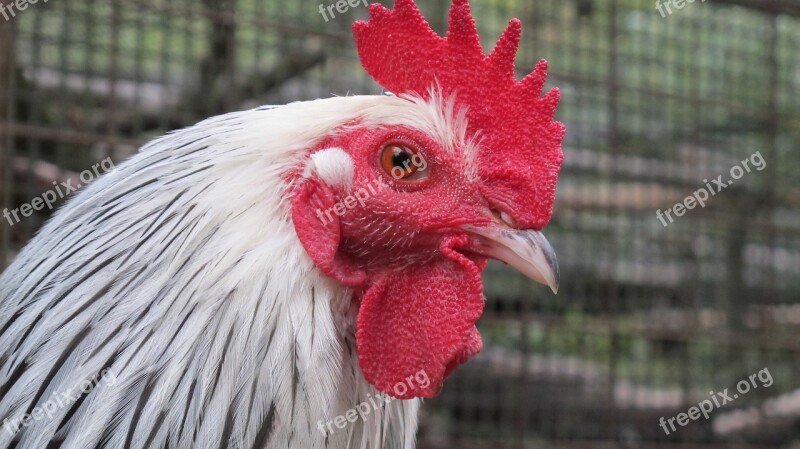 Rooster Bird Nature Feather Poultry