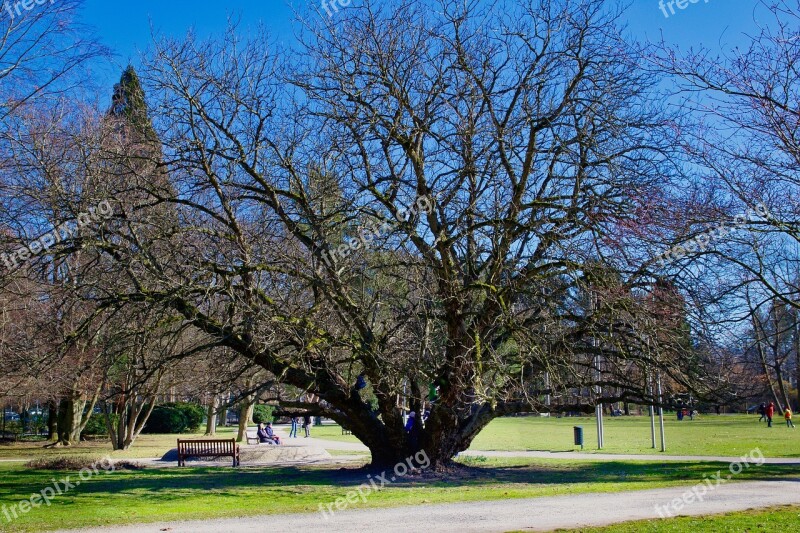 Tree Landscape Park Nature Season