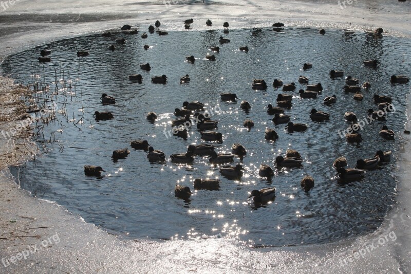 Ducks Pond Winter February Frozen Pond