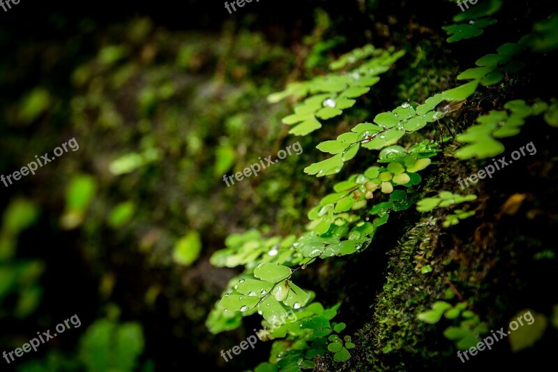 Autumn Leaves Green Grass Wood Decor Nature