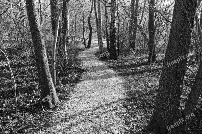 Path Footpath Forest Trees Trunks