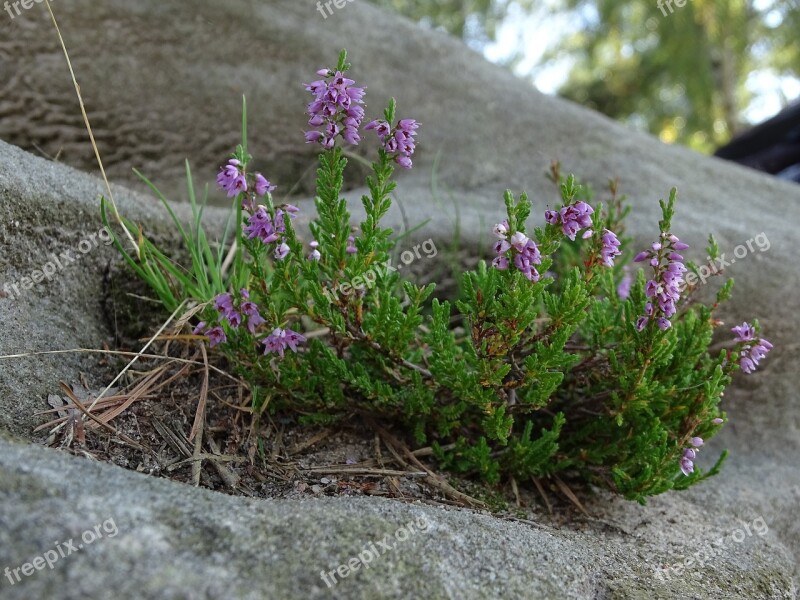 Moss Flowering Moss Macro Stones Nature